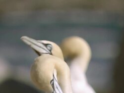 MS R/F Shot of Cape gannets engaged in mating behavior and preening with ocean crashing onto rocky shore in BG / Namaqualand, Northern Cape, South Africa Stock Footage