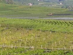 Vineyards near Tramin in South Tyrol TILT UP Stock Footage