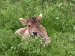 Baby Cow Stock Footage