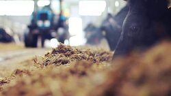 Cows on modern dairy farm eating silage Stock Footage