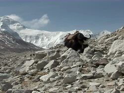MS ZI Yaks loading with packs walking through rocks on snowy Mt. Everest visible in B/G/ Madagascar Stock Footage
