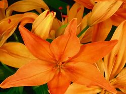 Lily flowers blooming Stock Footage