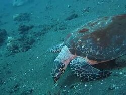 Sea turtle crawls forward on the sand Stock Footage