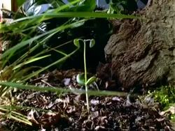 T/L Dipteryx seedling germination and growth, natural background, Panama. Stock Footage
