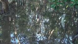 Mangrove swamp with bubbles Stock Footage