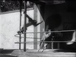 CHIMPANZEES' CIRCUS News Clip