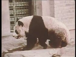 Nixon Visits China, Presidential Election Campaign, Assassination Attempt On George Wallace News Clip