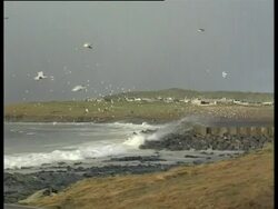 Bay with large waves breaking against rocks and flock of gulls circle, Braer Oil Tanker Spill Shetland islands, UK, 1993. Stock Footage