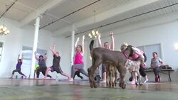 Downward Dog Meets Jumping Goat in Yoga Class News Clip