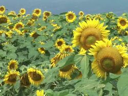 HD: Field of sunflowers Stock Footage