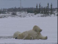 Polar bear (Ursus maritimus) rolling on back Stock Footage