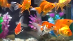 goldfish Stock Footage