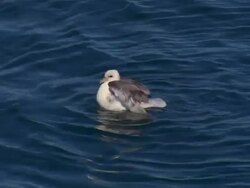 A gull bathes in a sea in Iceland. Stock Footage