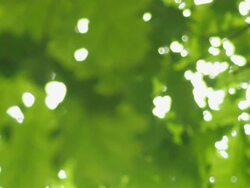 Green leaves, blurred Stock Footage