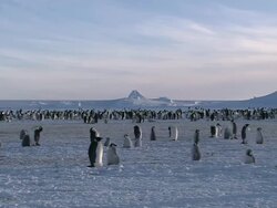WS PAN Groups of penguins and chicks at snow  / Riiser-Larsen emperor penguin colony, Queen Maud land, Antarctica Stock Footage
