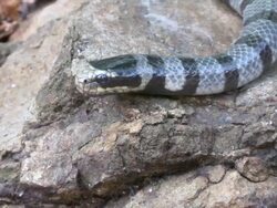 CU ZO Sea snake moving over roack / Pulau Tiga, Sabah, Malaysia   Stock Footage