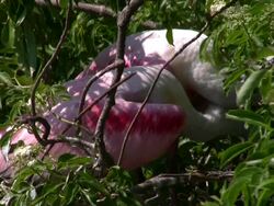 Spoonbill Squeezing Out an Egg (Ouch) Stock Footage