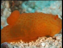 CU Sea Slug, Gymnodoris citrina, bright orange, crawling around on sand, Mabul, Borneo, Malaysia Stock Footage