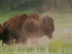 Bull bison or American Buffalo challenge each other and kick up dirt. Stock Footage