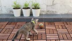 Joyful Cat Stock Footage