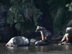 MS Gull flies by yearling brown bear cubs along Brooks River / Alaska, United States Stock Footage