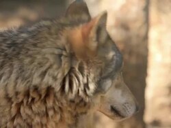 Wolf in the forest Stock Footage