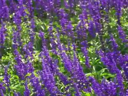 Lavender Flowers Blossom Stock Footage