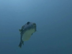 Pufferfish Stock Footage