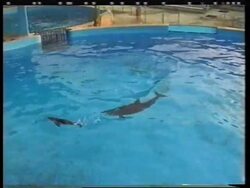 World's first artificially conceived dolphins born News Clip