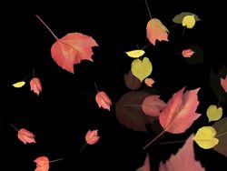 Automn leaves falling Stock Footage