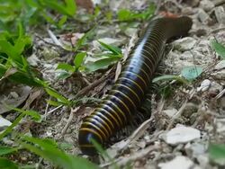 Giant Millipede in Tropical Rainforest Near El Yunque de Baracoa, Eastern Cuba Stock Footage