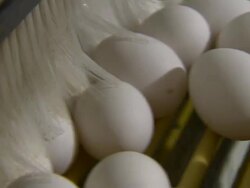 Extreme close up of eggs on conveyor belt. Stock Footage