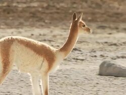 MS TS Shot of Vicunia on altiplano in Andes mountains, Vicugna walking / San Pedro de Atacama, Norte Grande, Chile Stock Footage