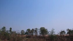 Moving of dust from Car racing in the forest Stock Footage