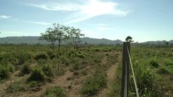 CLEAN : Cattle ranching the biggest threat News Clip