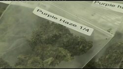 Californians to vote on legalisation of marijuana News Clip