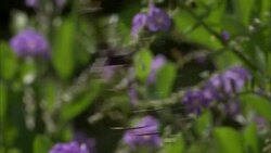 A spider moves on its web. Stock Footage