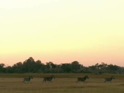 WS TS View of zebras running in clearing in early morning light / Okavango Delta, North-West District, Botswana Stock Footage