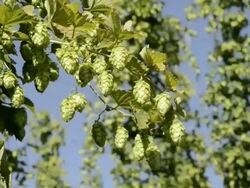 CU Shot of Hop cones in hop garden (Humulus lupulus) / Mainburg, Hallertau, Bavaria, Germany Stock Footage