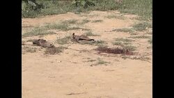 CLEAN : 20 people murdered at Pakistan shrine: police News Clip