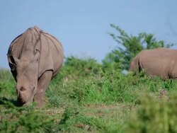 WS View of  two Black Rhino grazing / Pilanesberg, Gauteng, South Africa Stock Footage