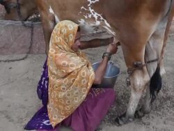 Indian woman milking cow in a Village Stock Footage