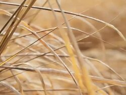 Wetland grasses blowing in the wind Stock Footage