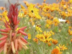 MS R/F ZI Shot of Namaqualand daisies and aloe flower head / Namaqualand, Northern Cape, South Africa Stock Footage
