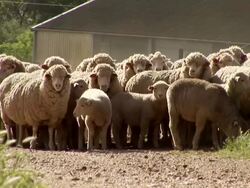 MS Herd of sheep standing on farm in Malmesbury / Western Cape, South Africa Stock Footage