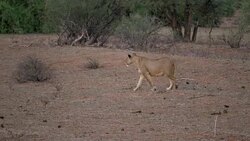 Lioness stalking in Samburu National Park, Kenya Stock Footage