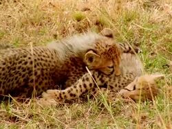 CU TS Two baby cheetahs playing in grass / Masai Mara, Kenya Stock Footage