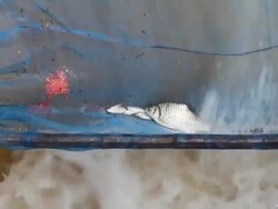 Trap fish from a waterfall. Stock Footage