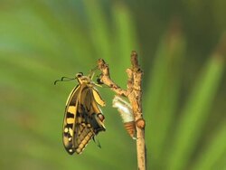T/L Old World Swallowtail butterfly (Papilio machaon syriacus) emerging from chrysalis, 500 times real time, Israel Stock Footage