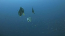 Teira Batfish (Spadefish) tracing under sea surface Stock Footage